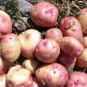 Yield, unpretentious and disease-resistant potato variety Ivan da Marya