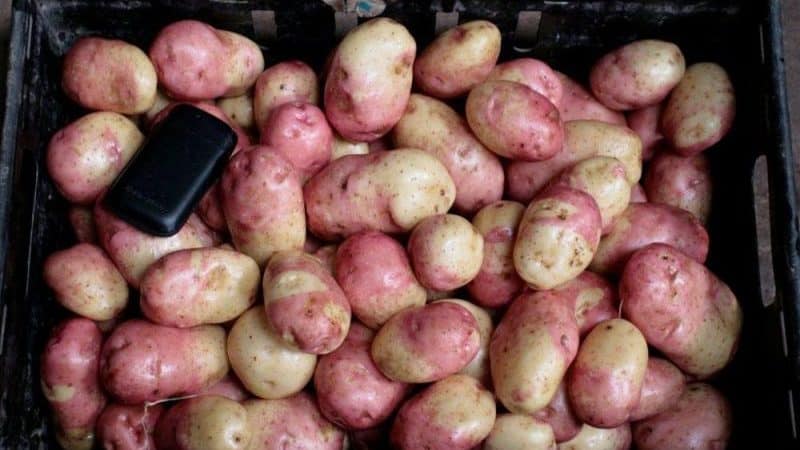 Yield, unpretentious and disease-resistant potato variety Ivan da Marya