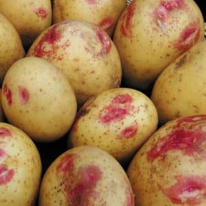 Yield, unpretentious and disease-resistant potato variety Ivan da Marya