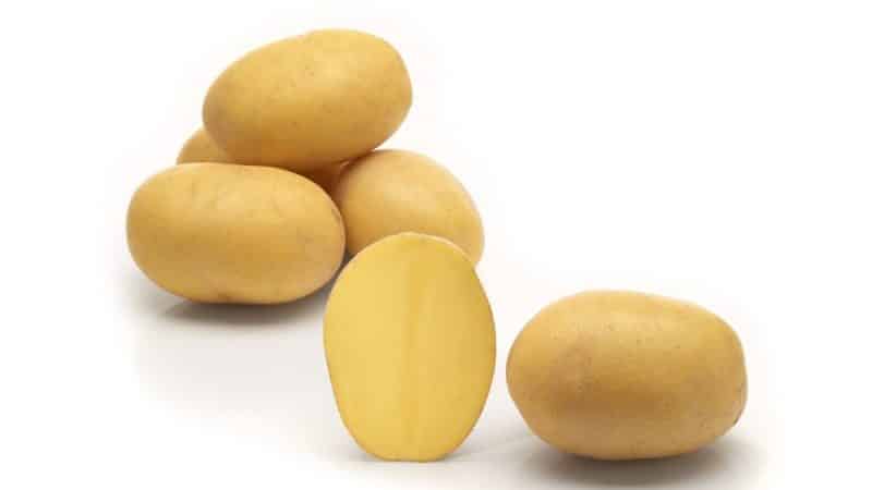 Mid-early potato variety Lilly with high yield