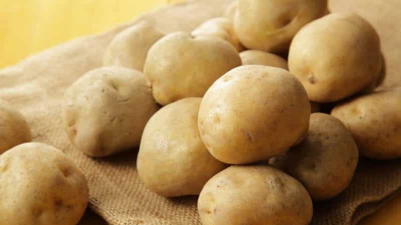 Mid-early potato variety Lilly with high yield
