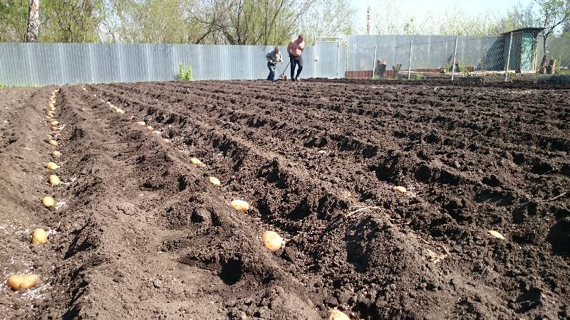 Mid-early potato variety Lilly with high yield