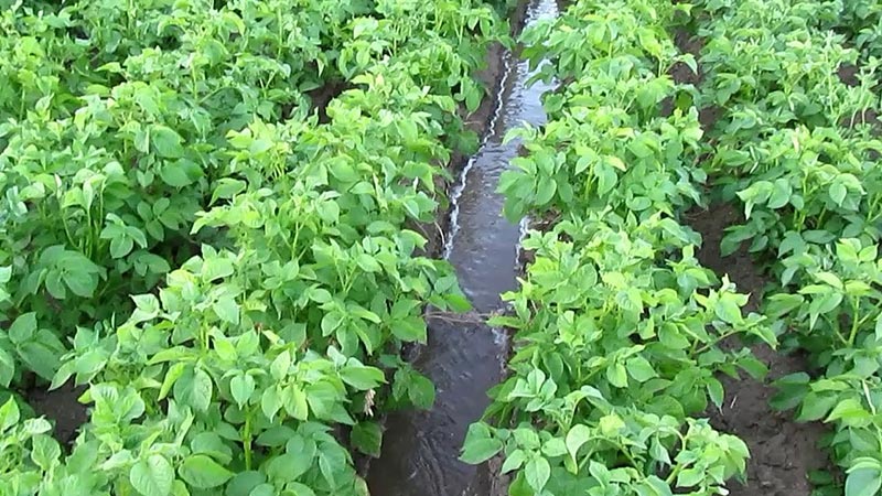 Mid-early potato variety Lilly with high yield