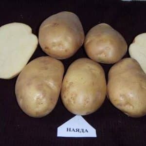 The best potato varieties: Naiad, Madeira, Chaika and others
