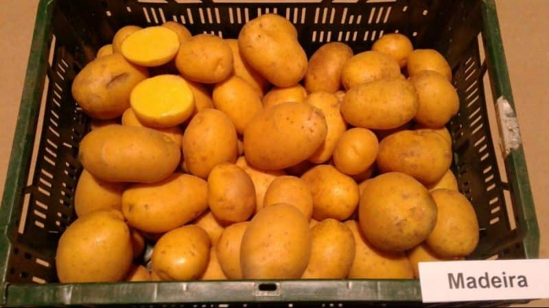 The best potato varieties: Naiad, Madeira, Chaika and others