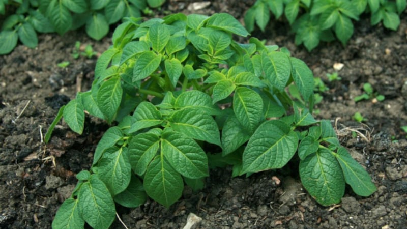 The best potato varieties: Naiad, Madeira, Chaika and others