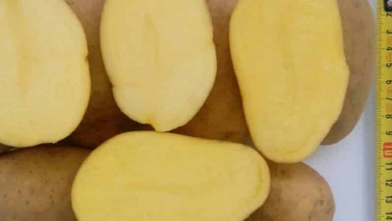 Mid-late table potato variety Ragneda, adaptable to any soil