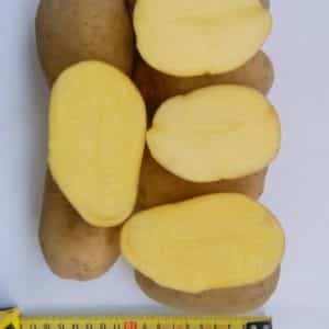 Mid-late table potato variety Ragneda, adaptable to any soil