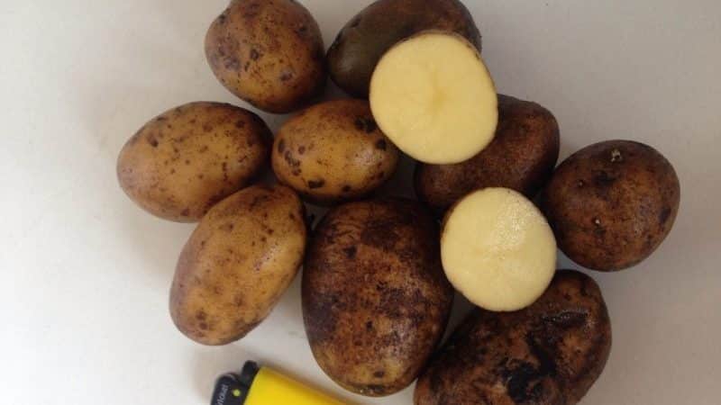 Mid-season potato variety Ramos, unpretentious to weather conditions