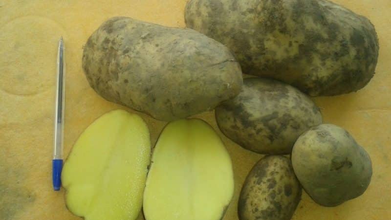 Mid-season potato variety Ramos, unpretentious to weather conditions