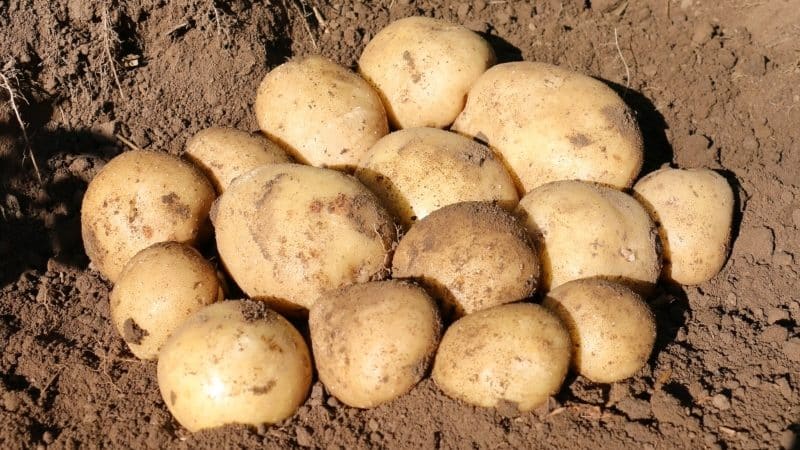 An unpretentious potato variety that stores well: Sifra