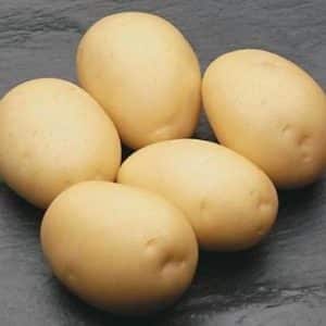 An unpretentious potato variety that stores well: Sifra