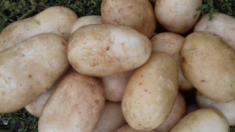 High-yielding, mid-season potato variety with a powerful root system Yanka