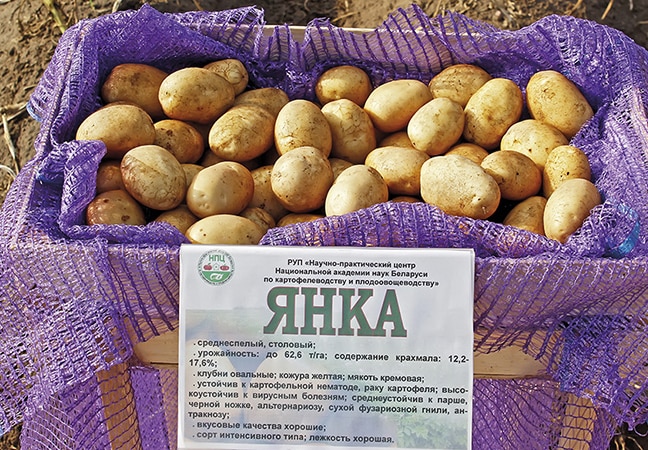 High-yielding, mid-season potato variety with a powerful root system Yanka