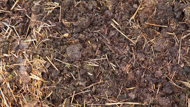 Choosing fertilizer for currants in spring: what and how to fertilize the bushes for a good harvest