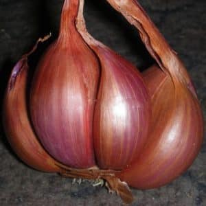 When to plant the Sorokozubka onion variety