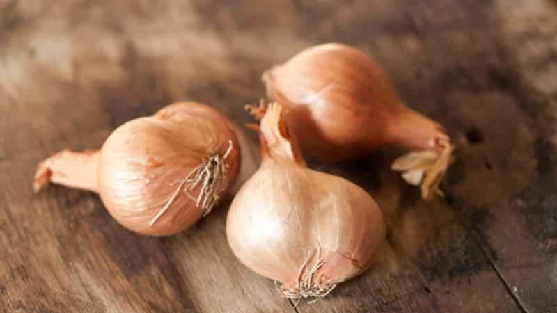 When to plant the Sorokozubka onion variety