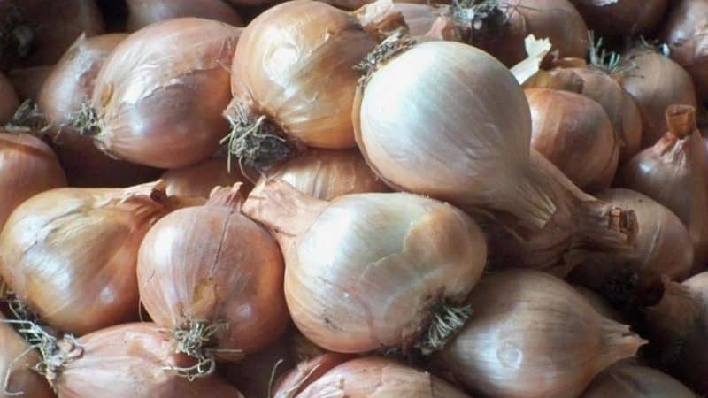 When to plant the Sorokozubka onion variety