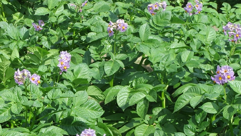 The best recipes for foliar feeding of potatoes and rules for their application