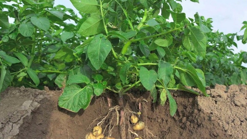 The best recipes for foliar feeding of potatoes and rules for their application