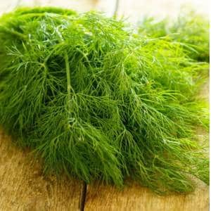 The best recipes for dill preparations for the winter