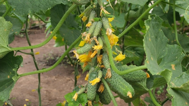 The best self-pollinating varieties of cucumbers for greenhouses in the Urals