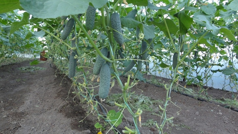 The best self-pollinating varieties of cucumbers for greenhouses in the Urals