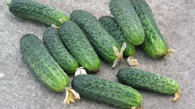The best self-pollinating varieties of cucumbers for greenhouses in the Urals