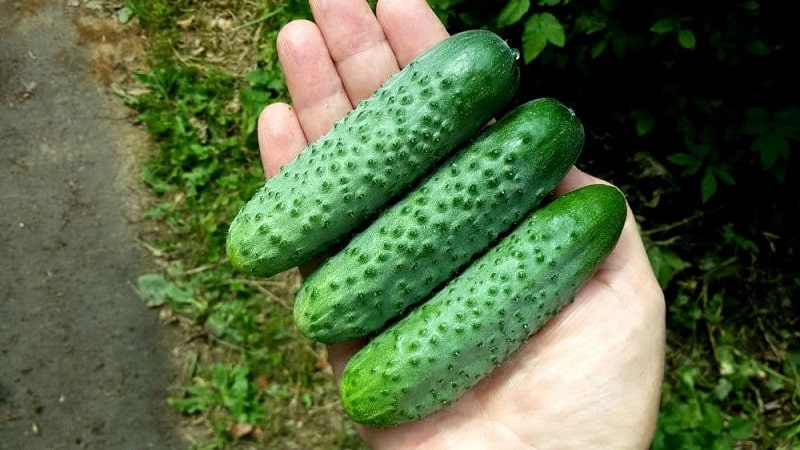 The best self-pollinating varieties of cucumbers for greenhouses in the Urals