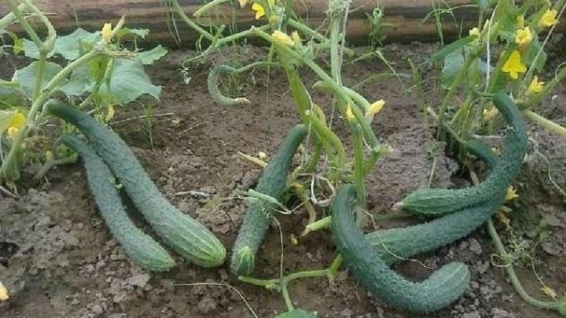 The best self-pollinating varieties of cucumbers for greenhouses in the Urals