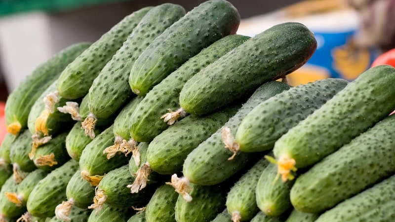 The best self-pollinating varieties of cucumbers for greenhouses in the Urals