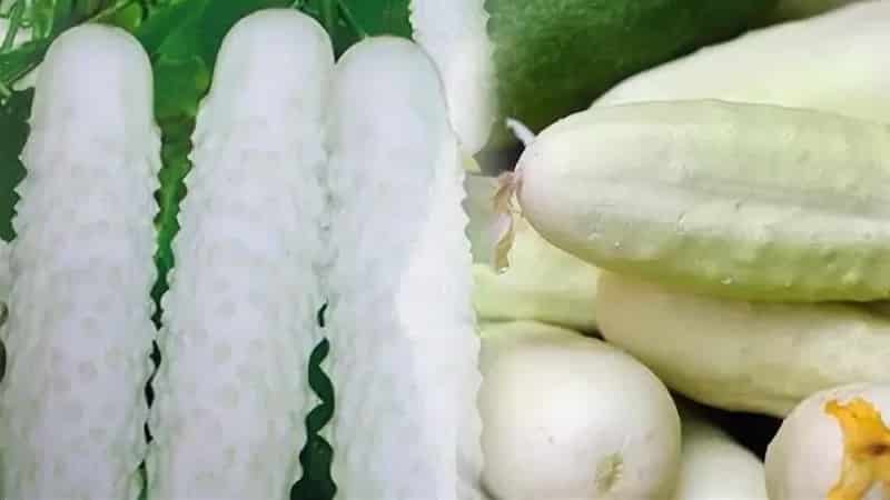 The best self-pollinating varieties of cucumbers for pickling and canning