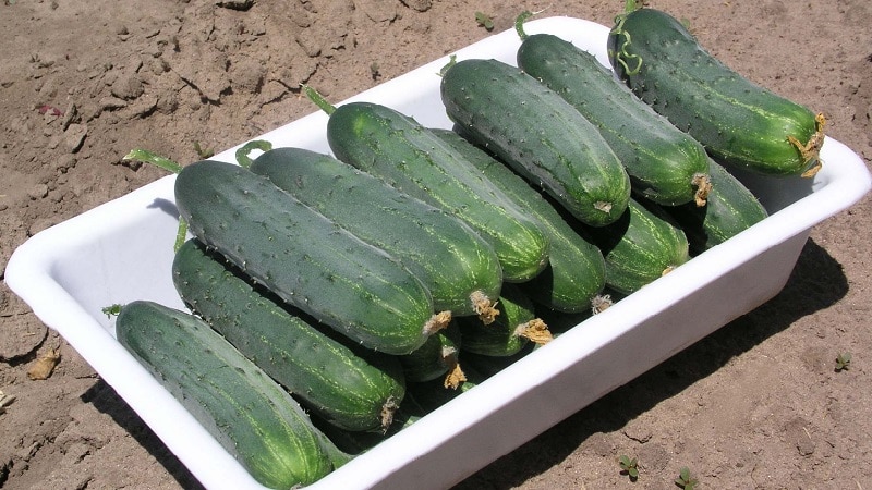 The best self-pollinating varieties of cucumbers for pickling and canning