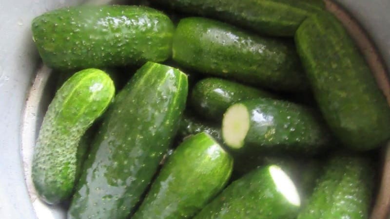 The best self-pollinating varieties of cucumbers for pickling and canning