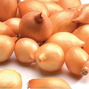 Early ripening onion variety Alpha, which stores well