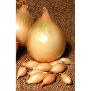 Early ripening onion variety Alpha, which stores well