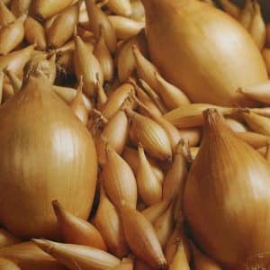 High-yielding onion variety, resistant to diseases and pests Bamberger