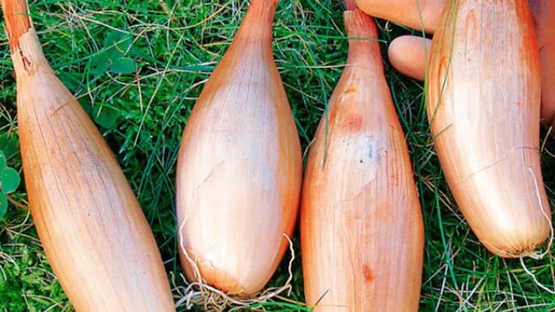 High-yielding onion variety, resistant to diseases and pests Bamberger