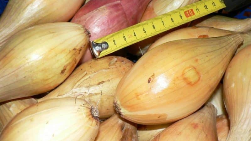 High-yielding onion variety, resistant to diseases and pests Bamberger