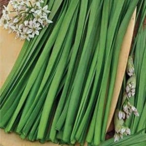 Perennial onion with a pleasant smell Jusai