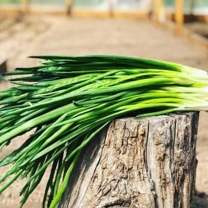 Perennial onion with a pleasant smell Jusai