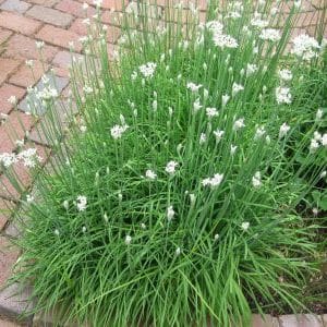 Perennial onion with a pleasant smell Jusai