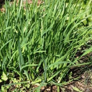 Perennial onion with a pleasant smell Jusai