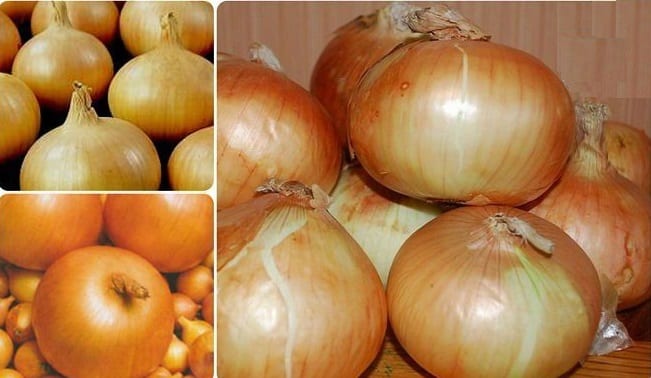 Ultra-early and cold-resistant salad type of onion Ellan