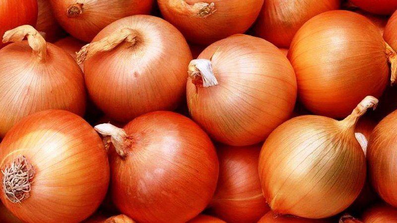 Ultra-early and cold-resistant salad type of onion Ellan
