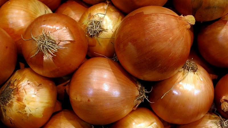 Ultra-early and cold-resistant salad type of onion Ellan
