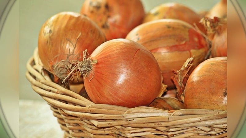 Ultra-early and cold-resistant salad type of onion Ellan