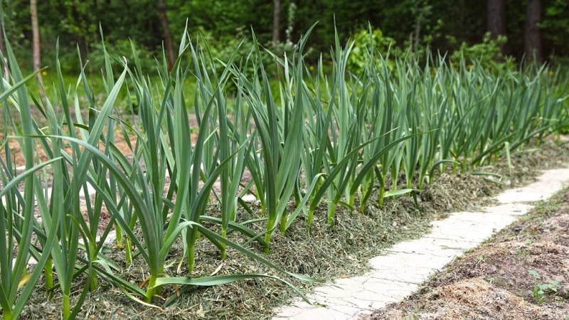 Onions and garlic in the same bed: is it possible to plant them together?