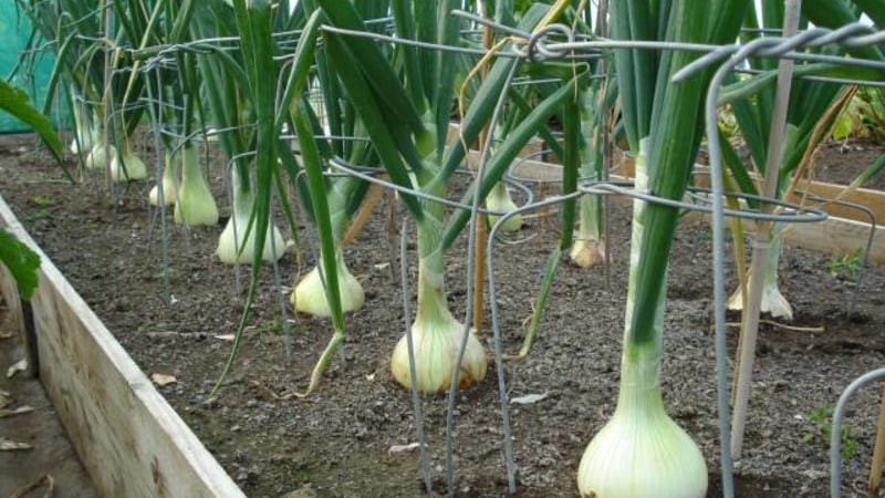 Onions and garlic in the same bed: is it possible to plant them together?