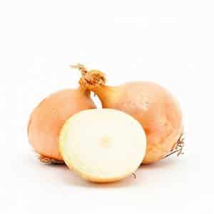 High-yielding onion hybrid for long-term storage Corrado
